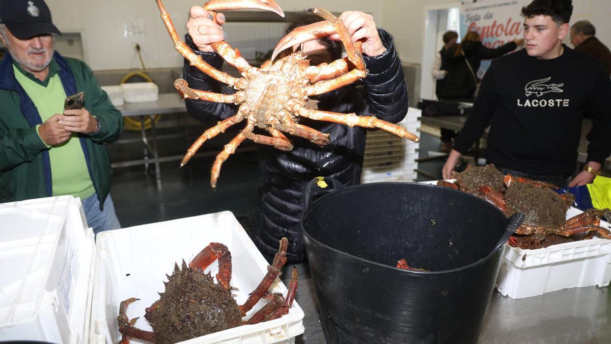 Una vendedora muestra un centollo en la lonja de O Grove.