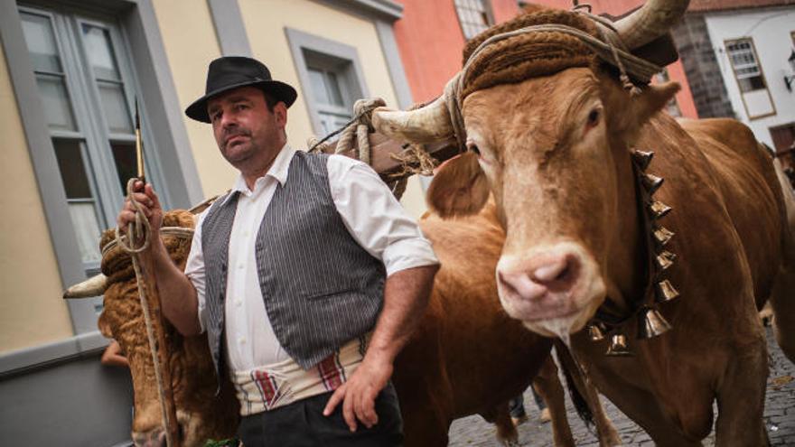 Dos ejemplares de ganado basto en una romería de la Isla.