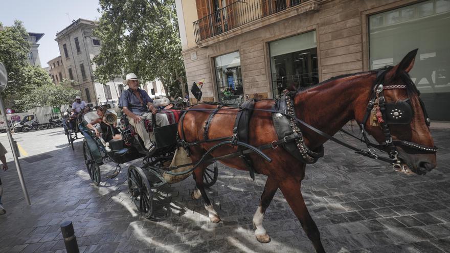El Ayuntamiento de Palma prohíbe la circulación de calesas por las altas temperaturas