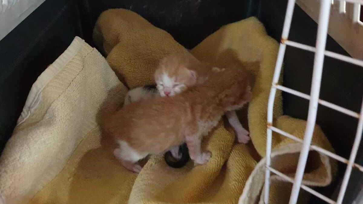 Rescate con final feliz de una gata y sus tres bebés en el Mercado Central de Castelló