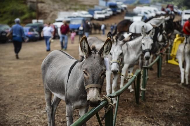 FIESTAS DE VALLESECO