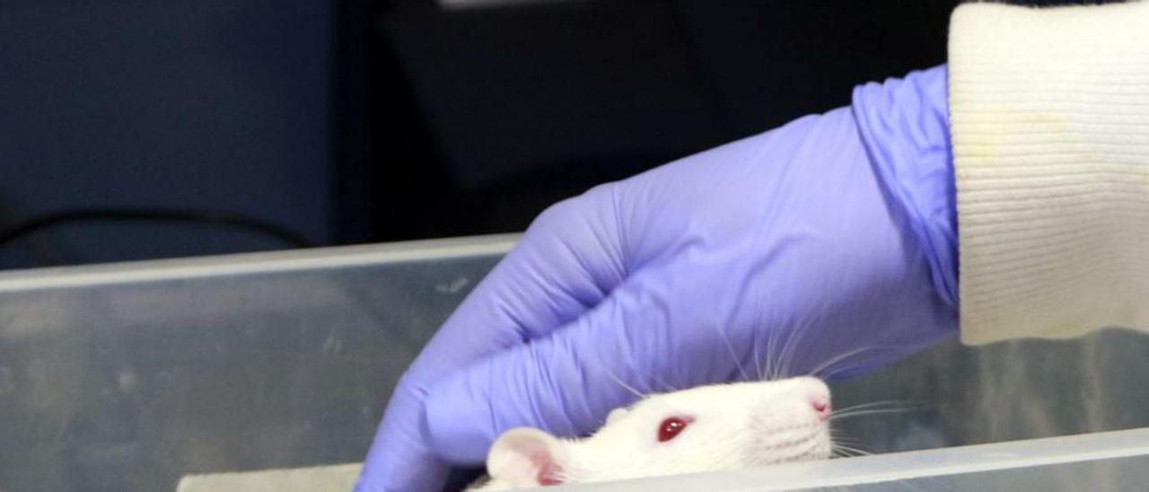Una rata en un laboratori en una fotografia d’arxiu. | ACN
