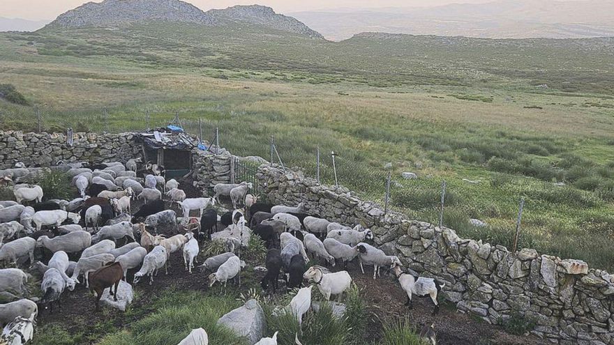 Parte del Curro de la Sierra de Manzaneda. | FdV