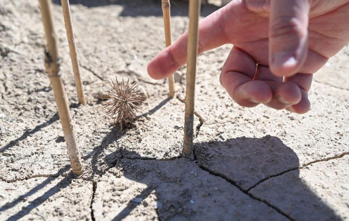 Las hierbas, así como la propia tierra, reflejan la sequedad padecida. | ÁXEL ÁLVAREZ