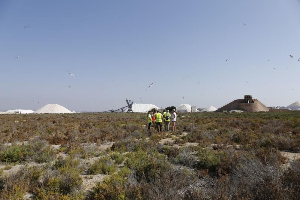 El Ayuntamiento de Torrevieja y la Conselleria de Medio Ambiente realizaron el anillamiento anual de la colonia de gaviotas establecida en el saladar de la laguna de Torrevieja con la ayuda de 30 volu