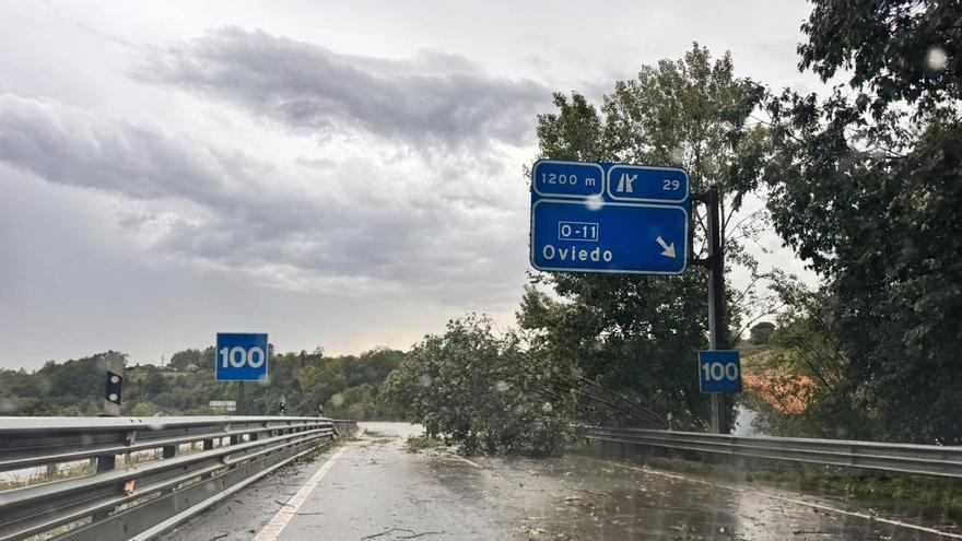 Tremenda tormenta en Oviedo: granizos como canicas y árboles tirados por el viento en la ronda exterior
