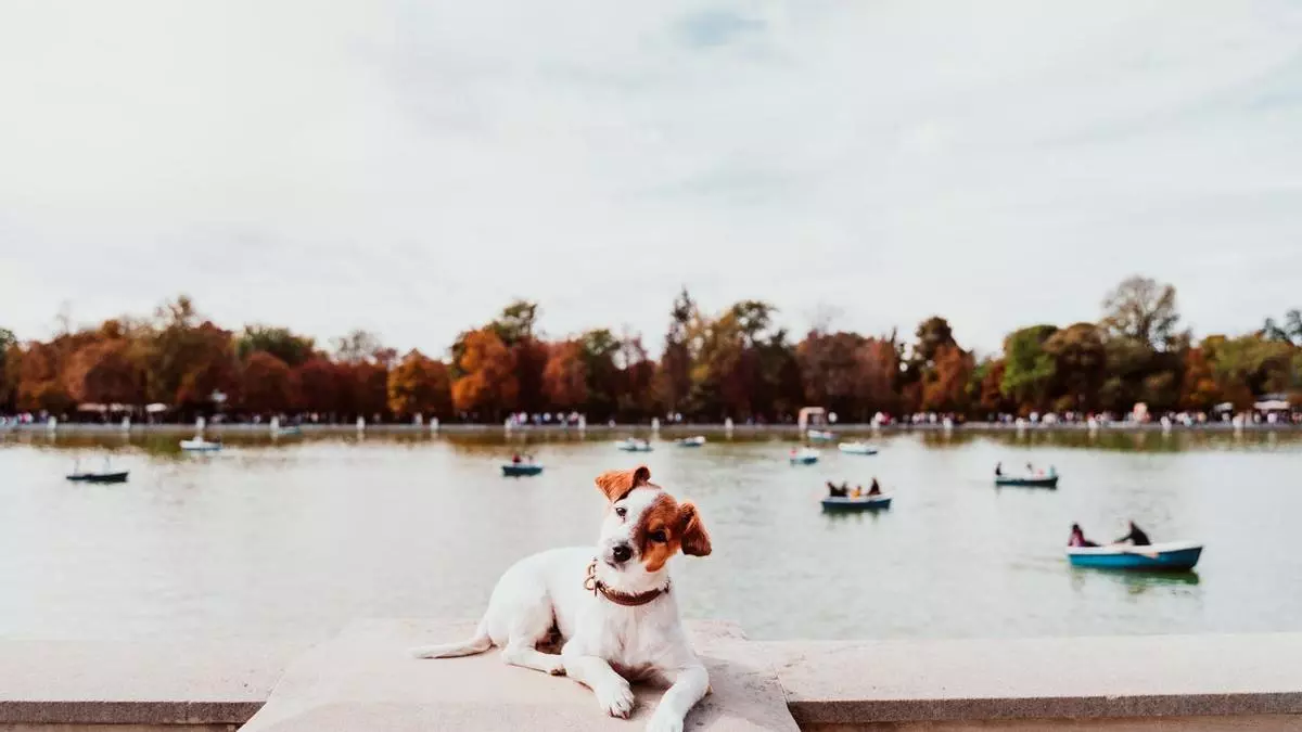 Madrid, entre las 10 mejores ciudades del mundo para viajar con tu perro