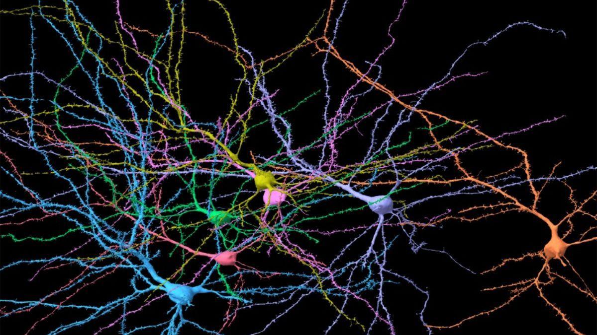 La imagen muestra la reconstrucción en 3D de neuronas seleccionadas, en una pequeña región de la corteza cerebral humana.