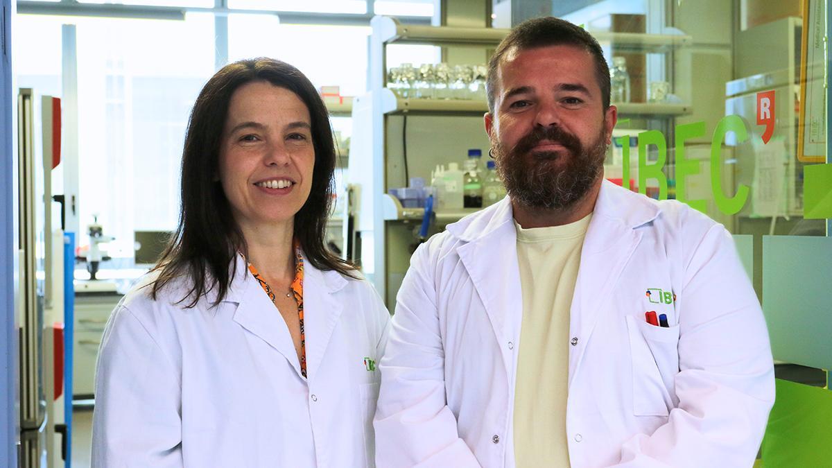 La creació d'un ronyó híbrid d'humà i porc obre un nou horitzó per als trasplantaments