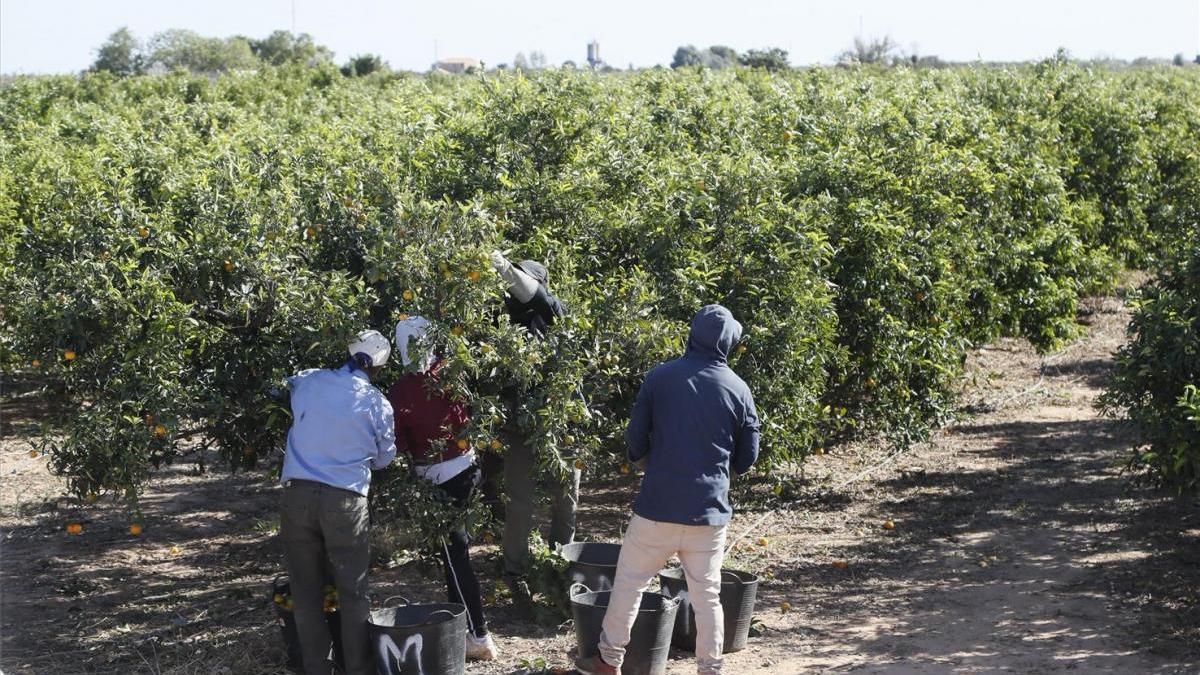 El envejecimiento de fincas citrícolas puede llevar a más campañas con poca producción