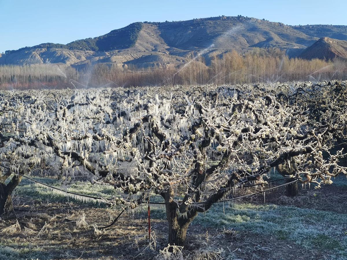 Frutales cubiertos de hielo en Fraga.