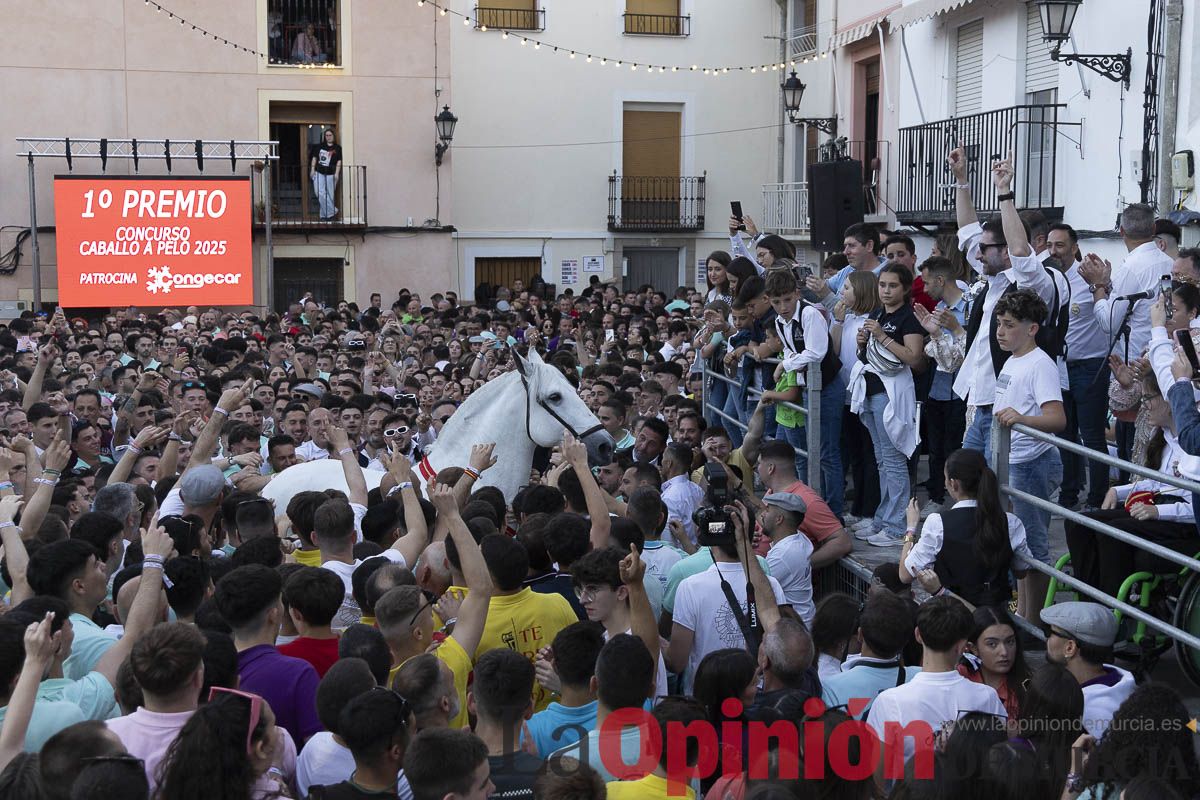Fiestas de Caravaca | Entrega de premios del concurso morfológico