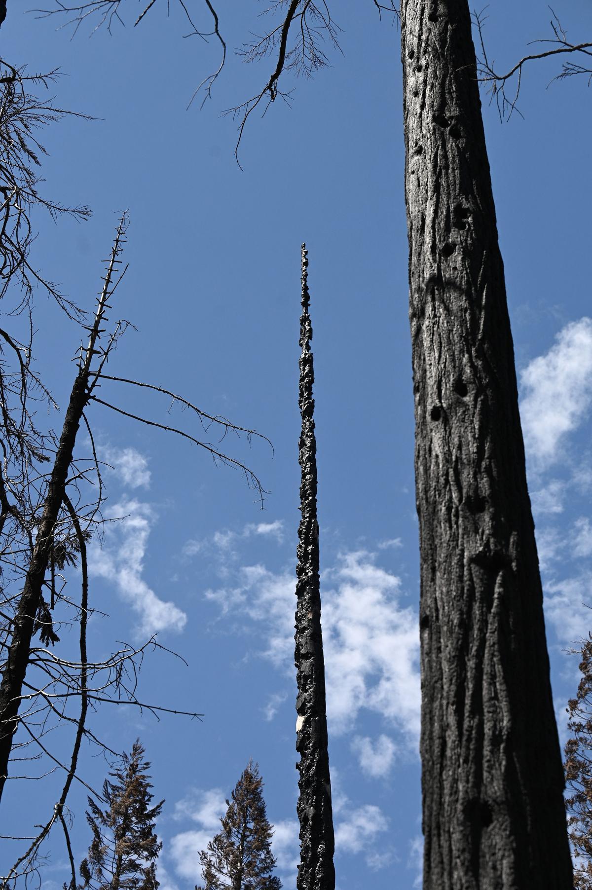 Las secuoyas gigantes de California, en riesgo por los incendios