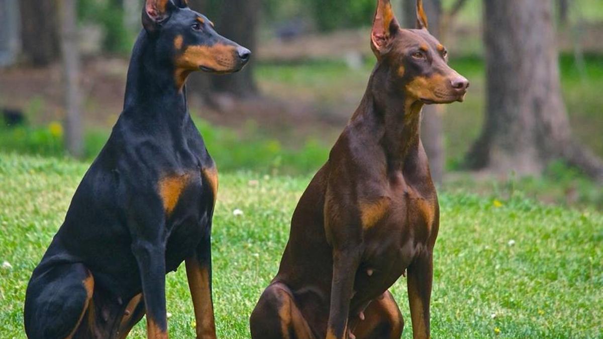 Los perros más populares en cada país del mundo: en España gana uno de los más inteligentes