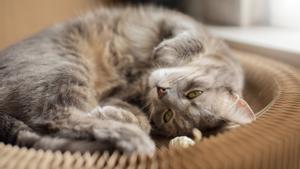 Es esencial estar informado sobre los síntomas y los tratamientos de las patologías más frecuentes en los gatos