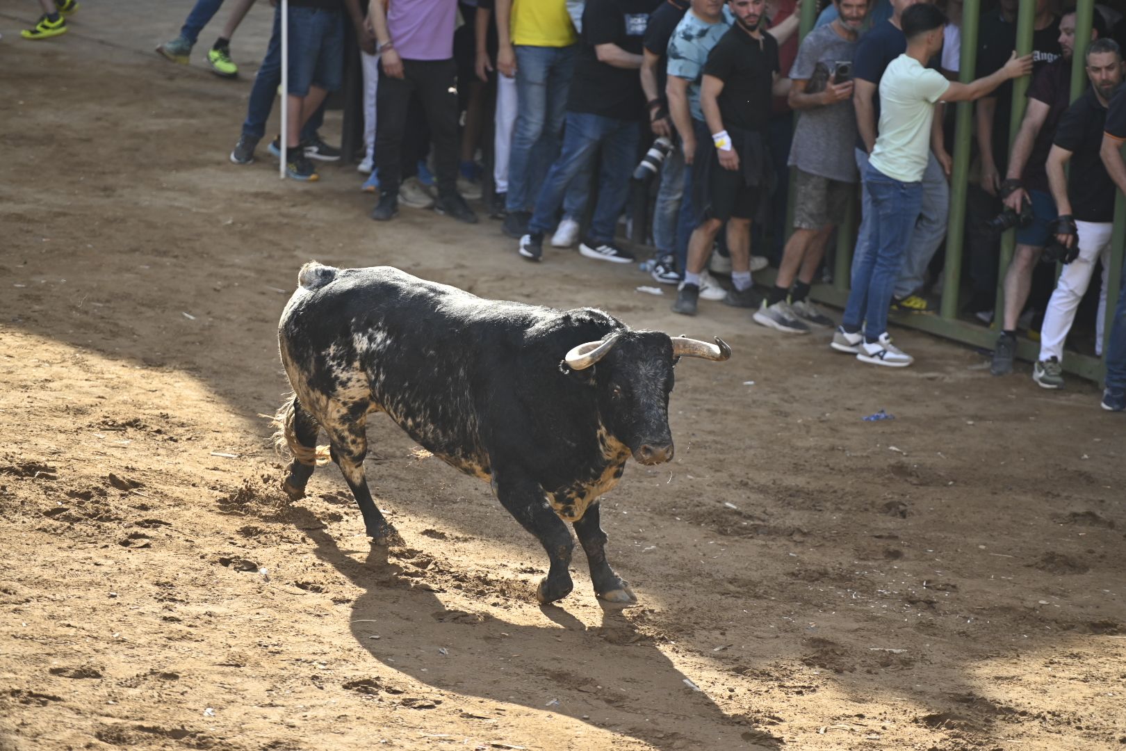 Galería | Primera tarde de toros en Almassora