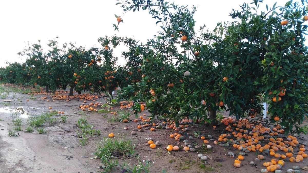 Las últimas lluvias han afectado negativamente a los campos citrícolas.