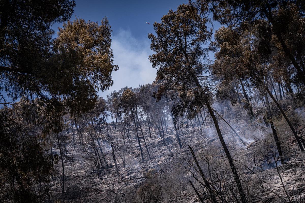 Columna de humo visible durante el incendio forestal de Sentmenat, cuyo avance ha movilizado un amplio dispositivo de emergencias
