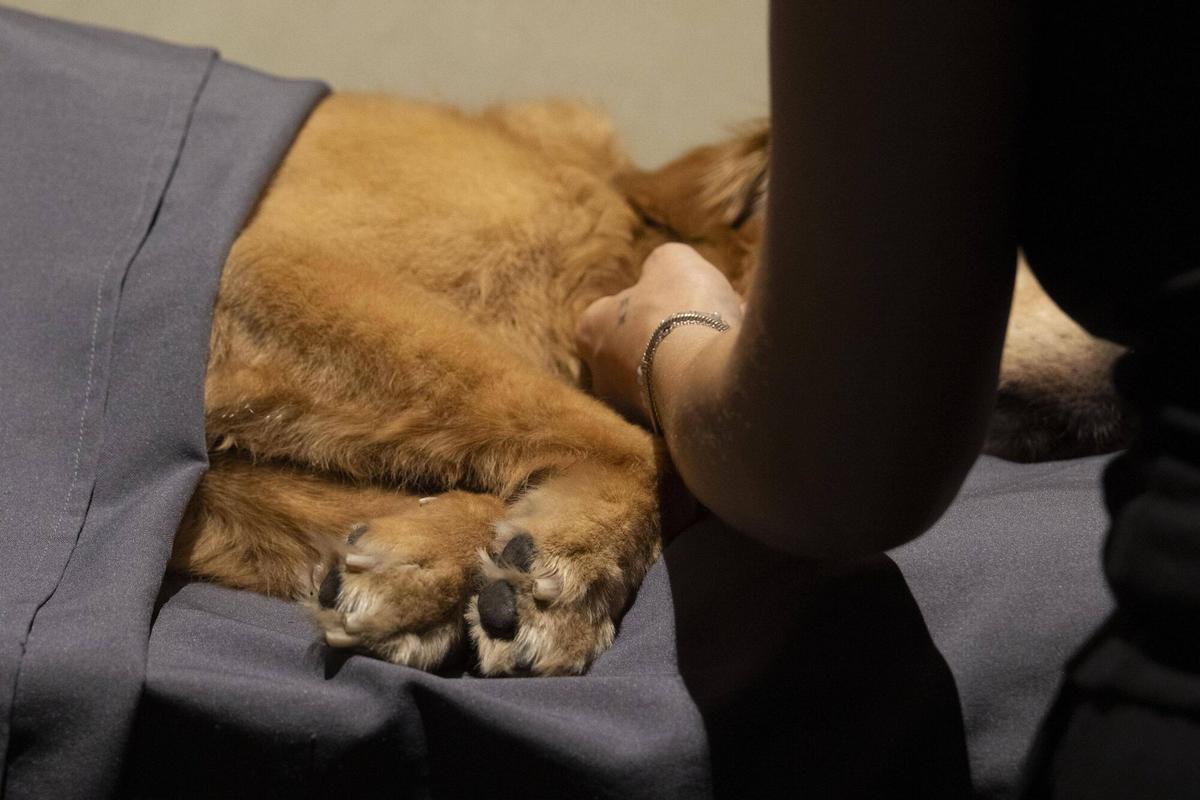 Una mujer se despide de su perro en el velatorio del Tanatorio de Mascotas. Barcelona, 29 de junio de 2026. Fotografía de Ferran Nadeu
