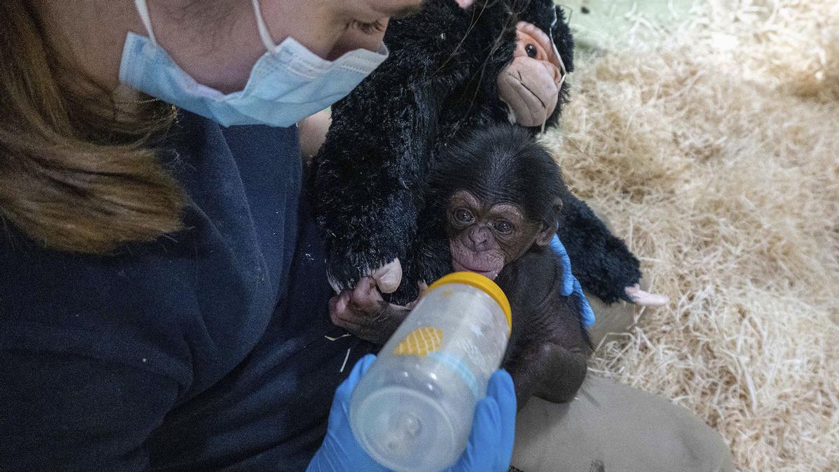 Especialistas de Bioparc tratan de salvar a una cria de chimpance en peligro critico de extincion