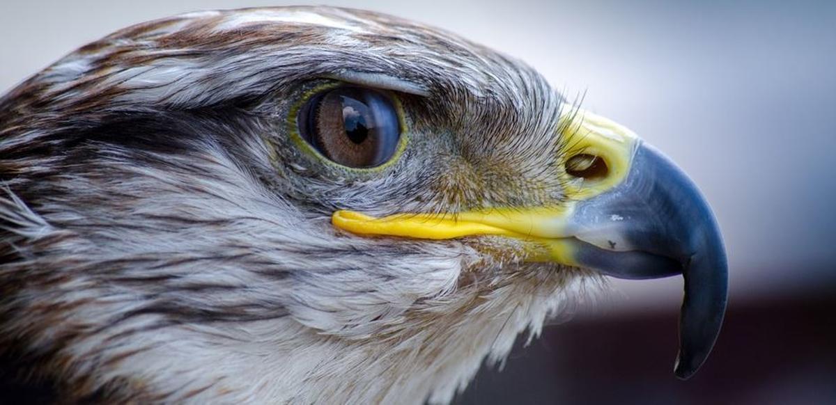Horóscopo americano: Conoce cuál es tu signo del zodiaco y qué animal eres