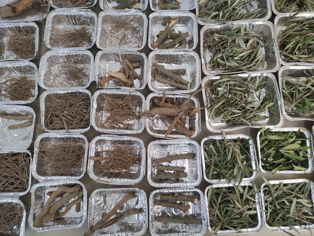 Estudio de biomasa en las variedades arbesona y picual.