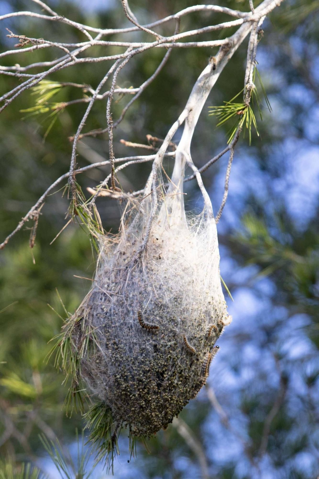 La procesionaria, una plaga que se expande en las zonas naturales