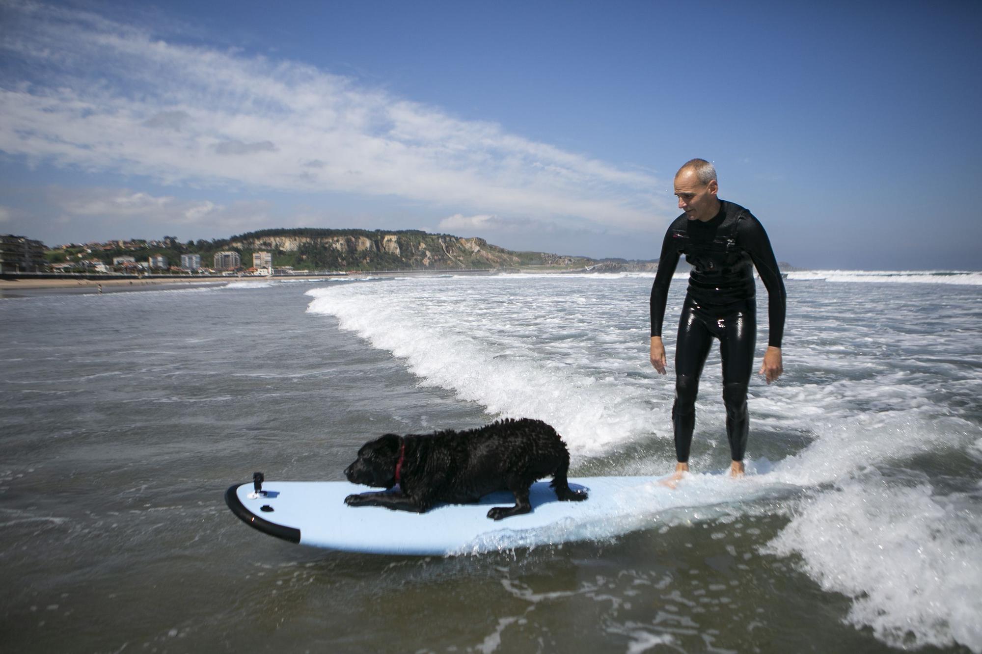 En imágenes: así fue el campeonato de surf para perros en Salinas