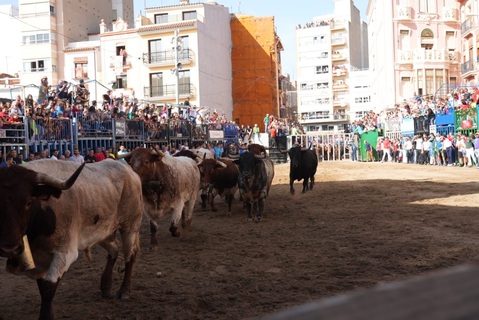 Las mejores imágenes del encierro de  Couto de Fornilhos y Santa Teresa en Onda