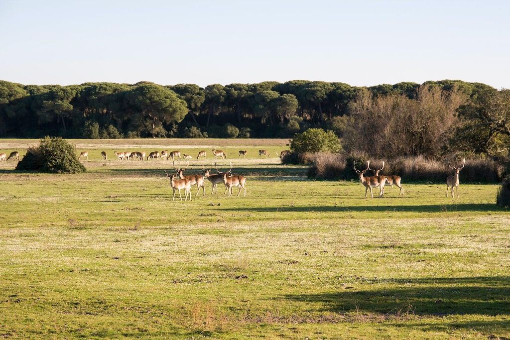 Manada de gamos en el Parque Nacional de Doñana