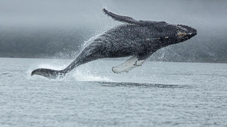 Las ballenas ven en blanco y negro