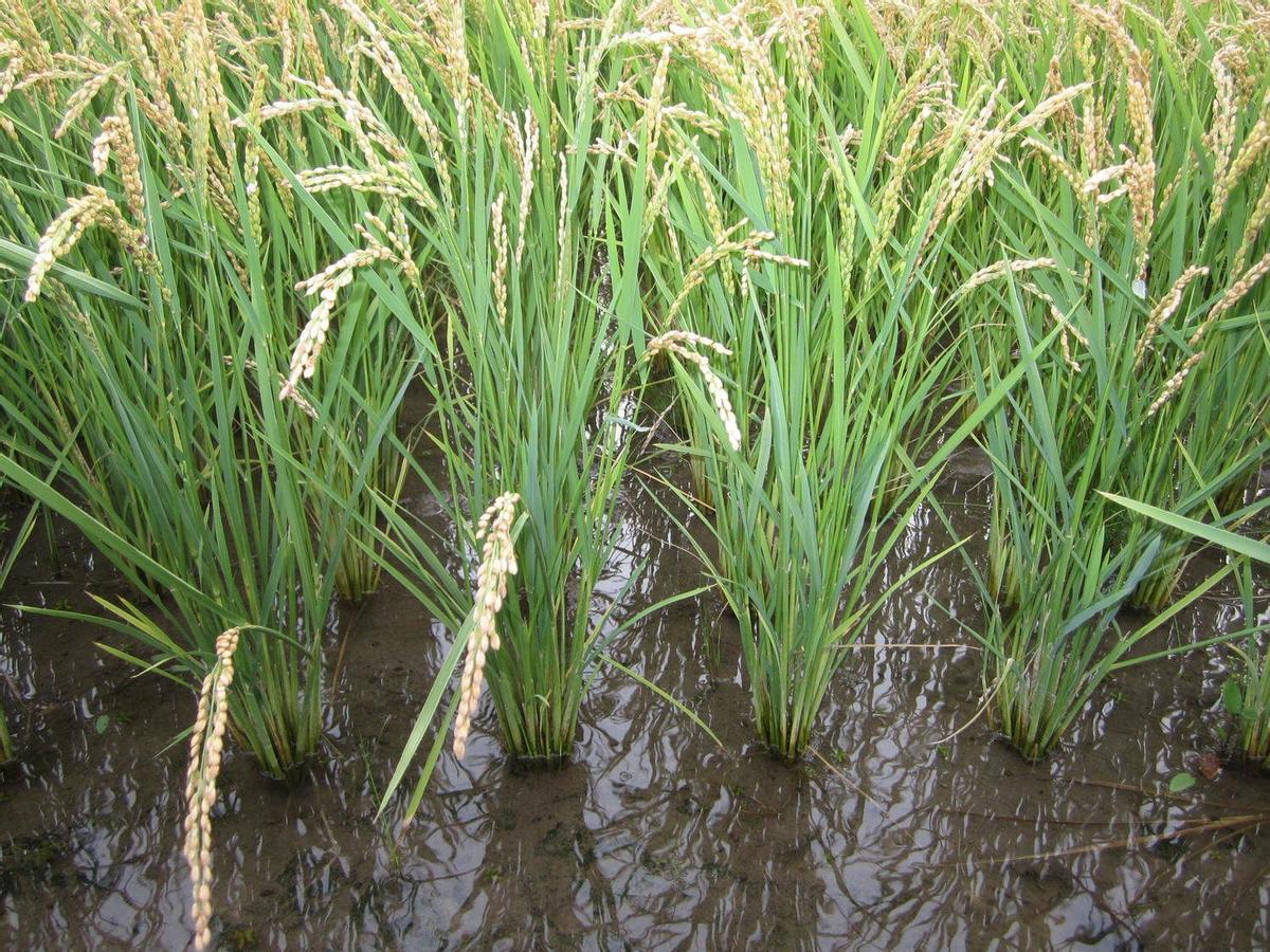 Plantas de arroz