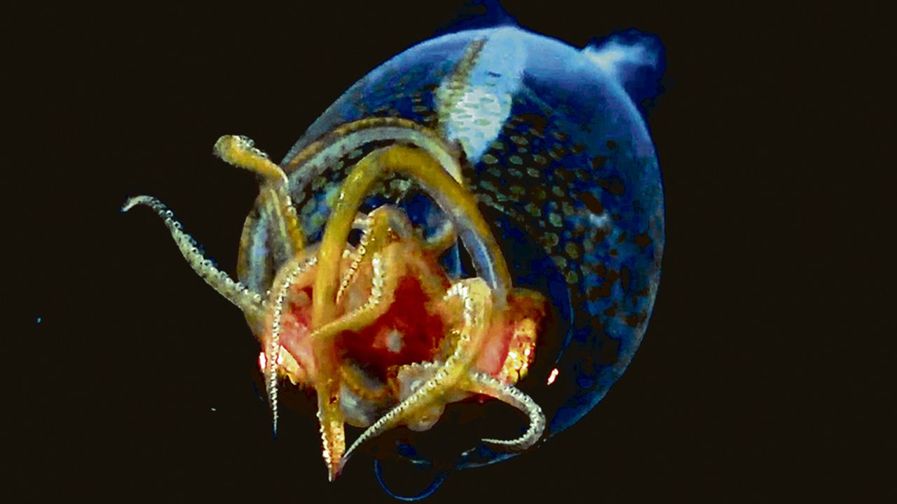Ejemplar juvenil del «Mesonychoteuthis hamiltoni».