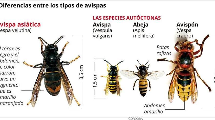 Muere un hombre en Galicia por la picadura de una avispa &#039;asesina&#039;