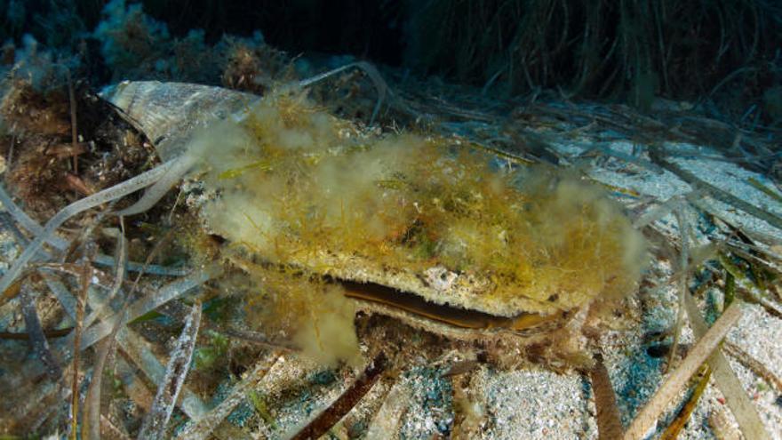 Steckmuscheln vor Mallorca von tödlicher Bakterie befallen