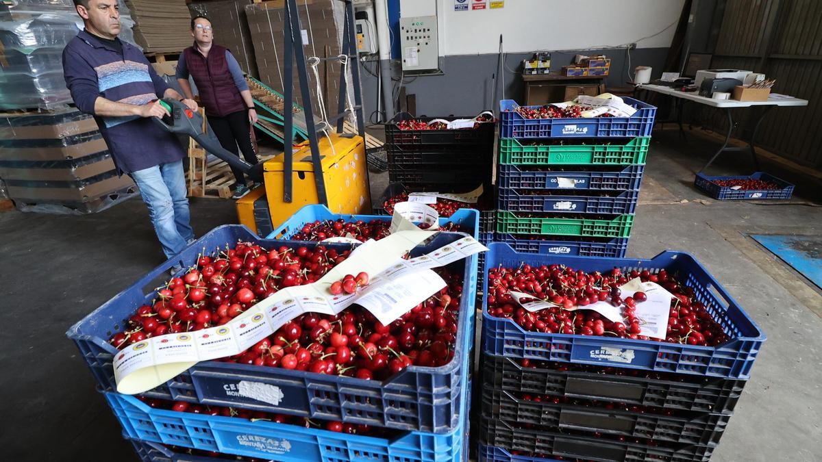 Las cerezas alicantinas viajarán por primera vez a China por los aranceles de Trump.