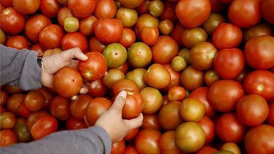 La producción de tomate será superior a la registrada en 2018