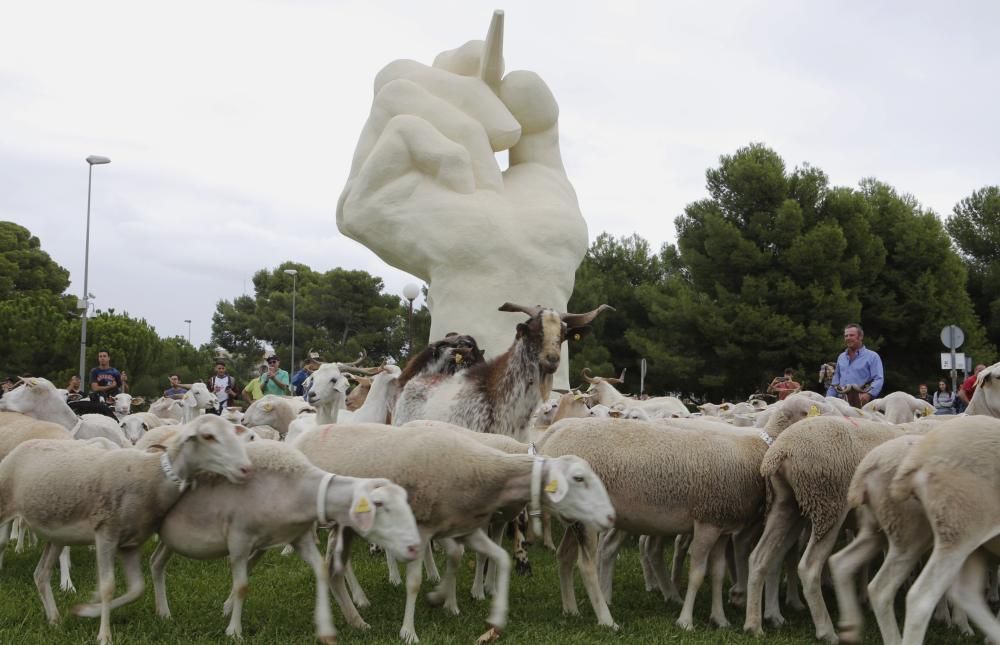 Ovejas y cabras atraviesan el campus