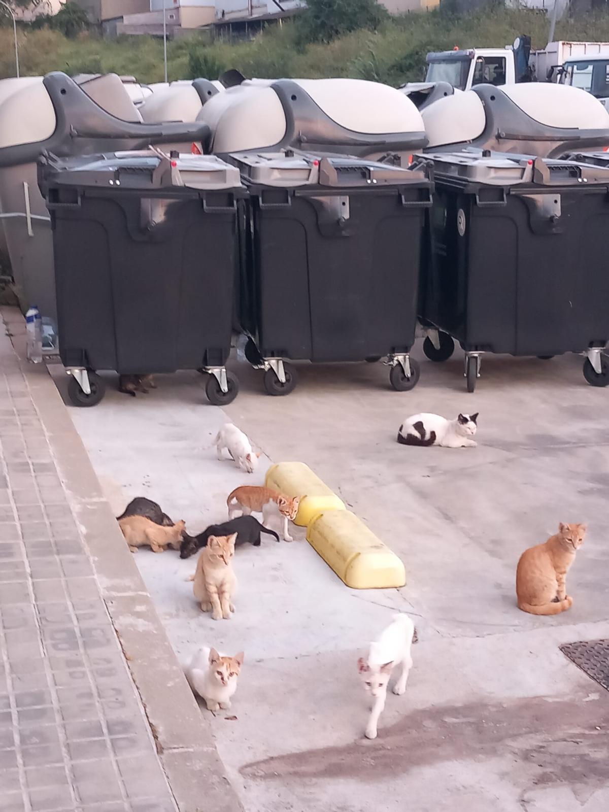 Gats a la nau de FCC, a Bufalvent