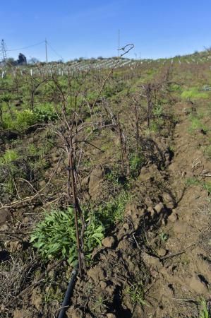 Nuevas fincas de vides en Tejeda