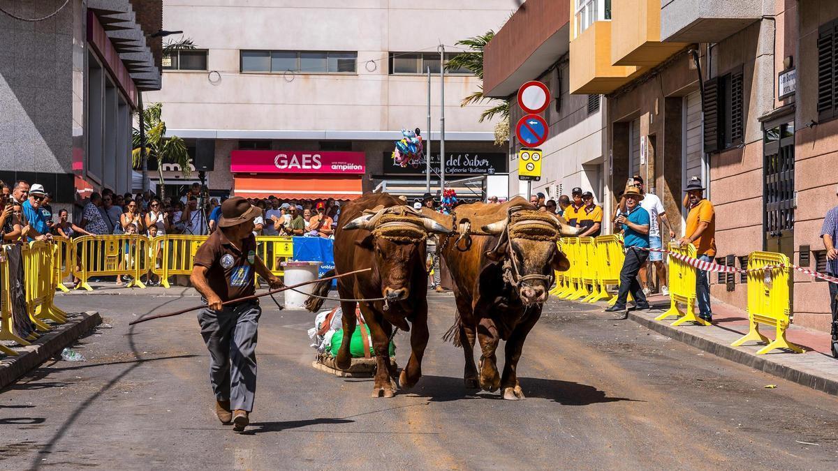 Una muestra de arrastre de ganado pone el broche el sábado a la Semana del Sector Primario de Santa Lucía de Tirajana.