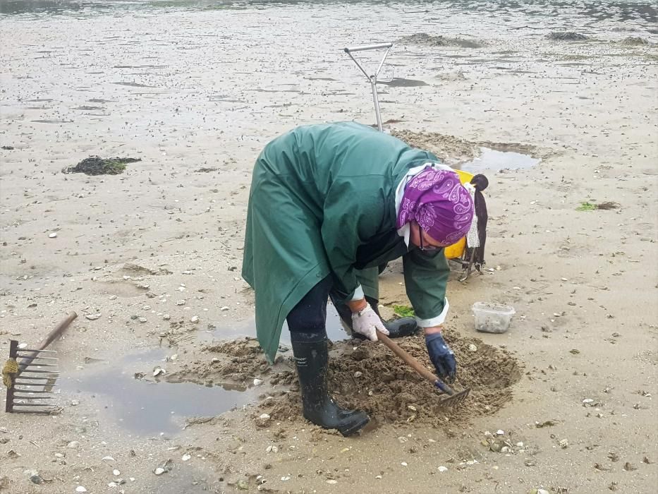 El marisqueo regresa a la ría.