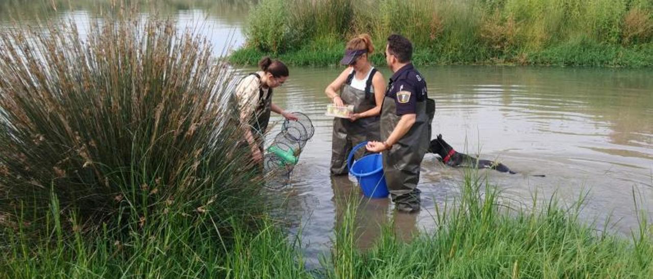 Los voluntarios revisan una de las trampas instaladas en el Magro durante la campaña de control realizada este verano. | GAMM