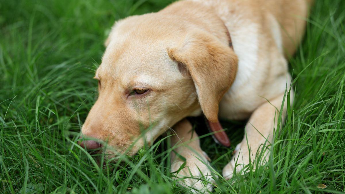 Los veterinarios coinciden: los perros que se alegran al ver a sus dueños volver a casa no es un síntoma de felicidad