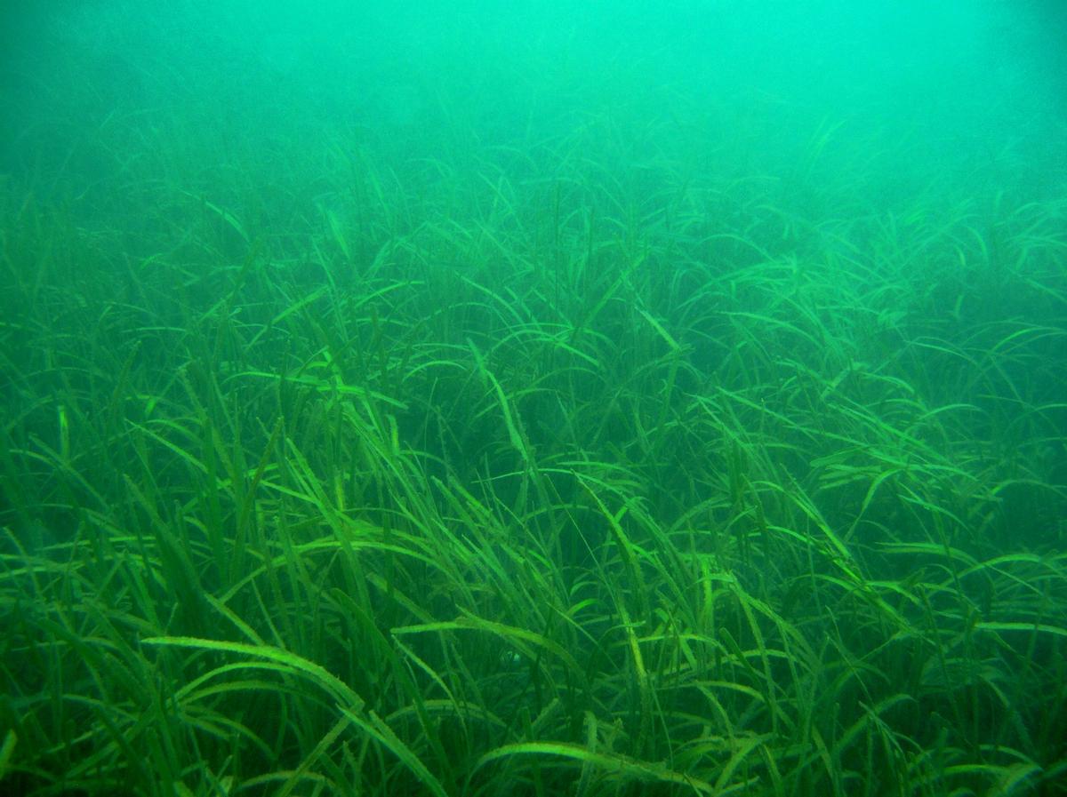 Pradera marina de 'Zostera marina' en la ría de Ferrol
