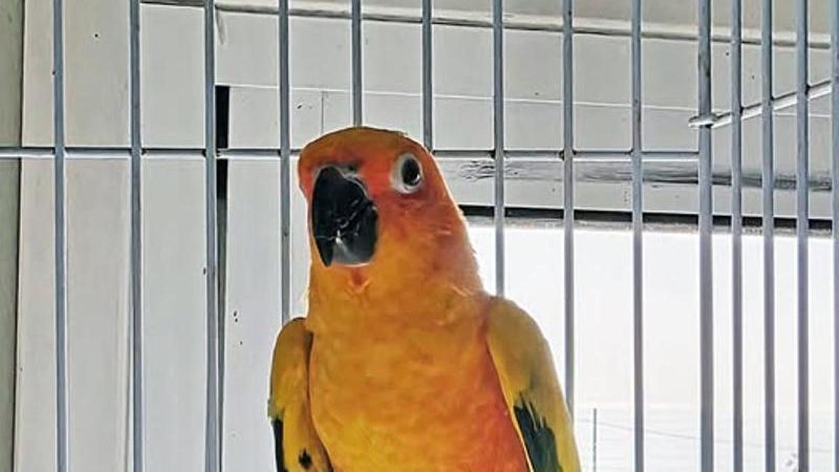 El animal encontrado en La Orotava.