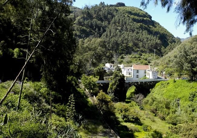 VERDOR EN EL CAMPO GRANCANARIO