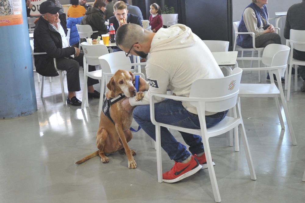 Las mejores imágenes de Expocachorro 2018 en IFA