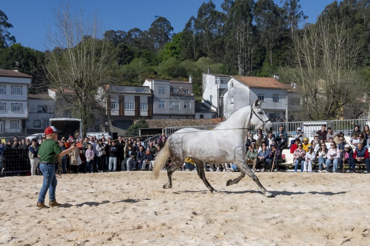 Feira Cabalar na Pascua de Padrón.