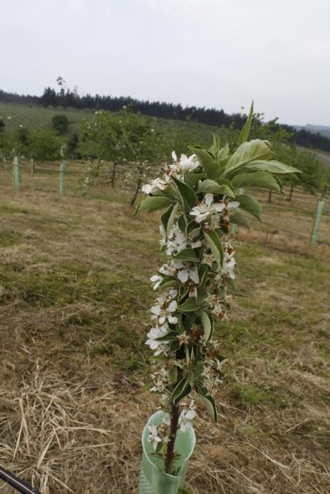 Manzanos en flor en Serín